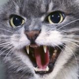 Brugeravatar